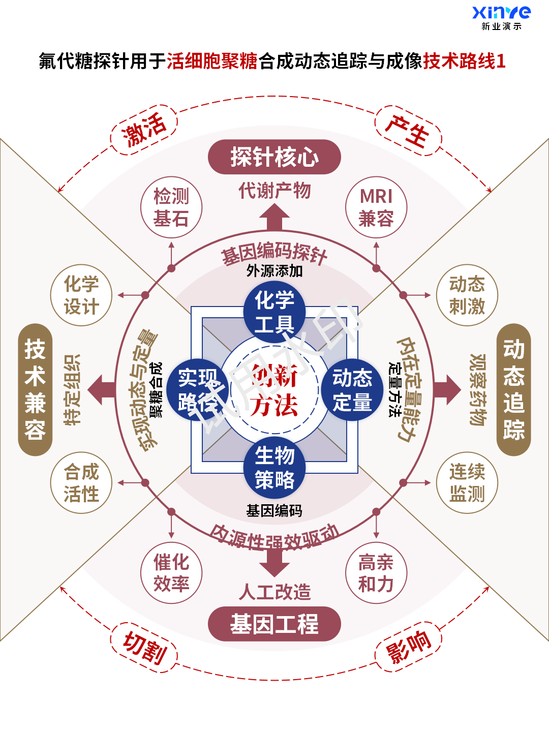 活细胞聚糖合成动态追踪技术路线图案例